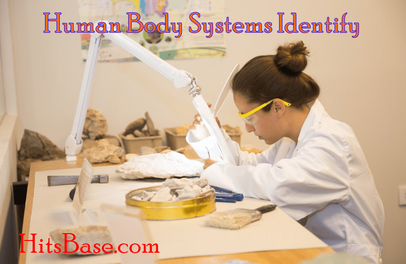 Human Body Systems Identify